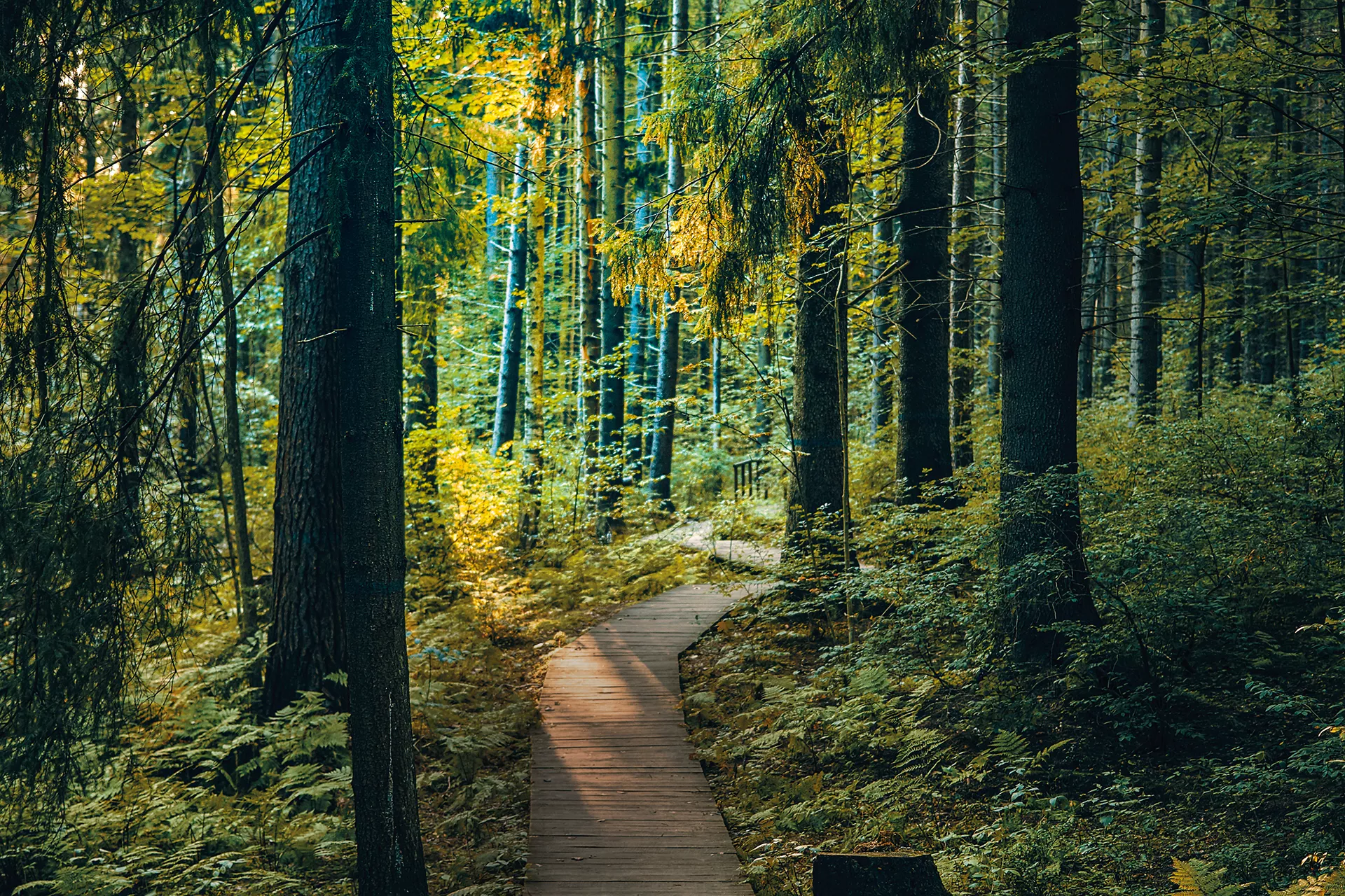 Waldpfad als Sinnbild für Lebenspfad Waldpfad als Sinnbild für Lebenspfad