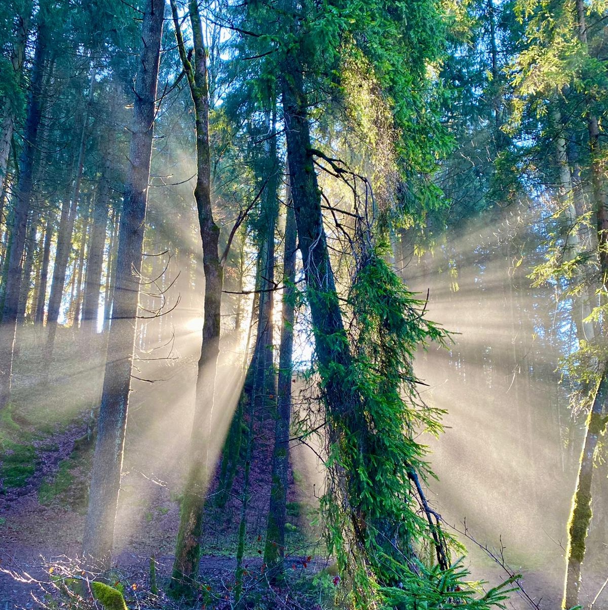 Sonnenlicht, das zwischen Baumstämmen durch scheint