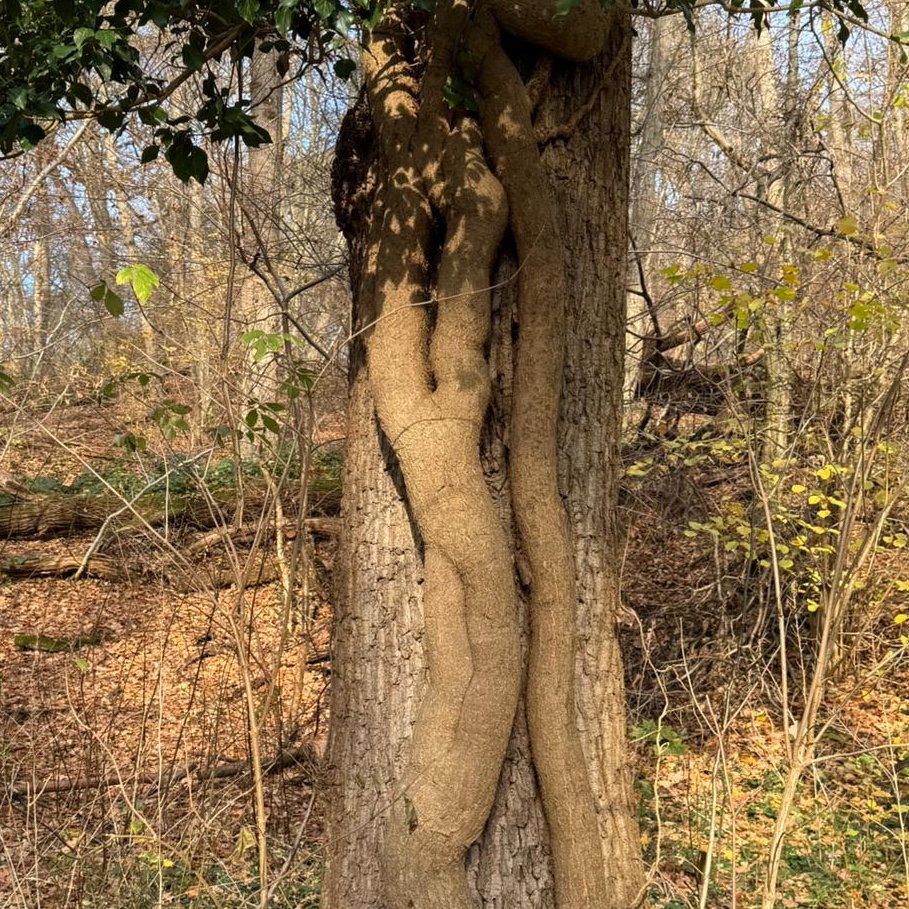 Efeustämme an einem Baumstamm