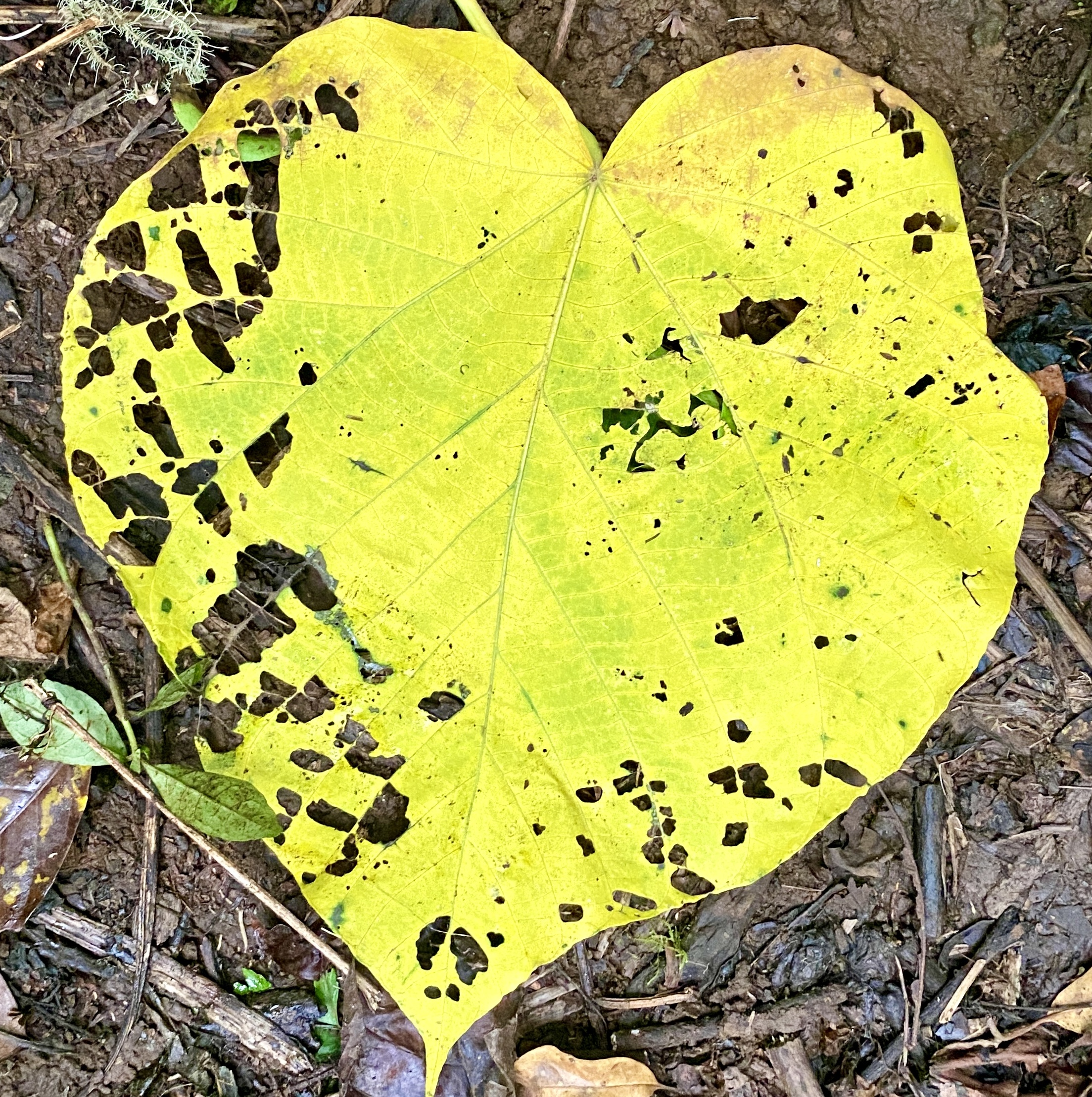Welkes Blatt in Herzform